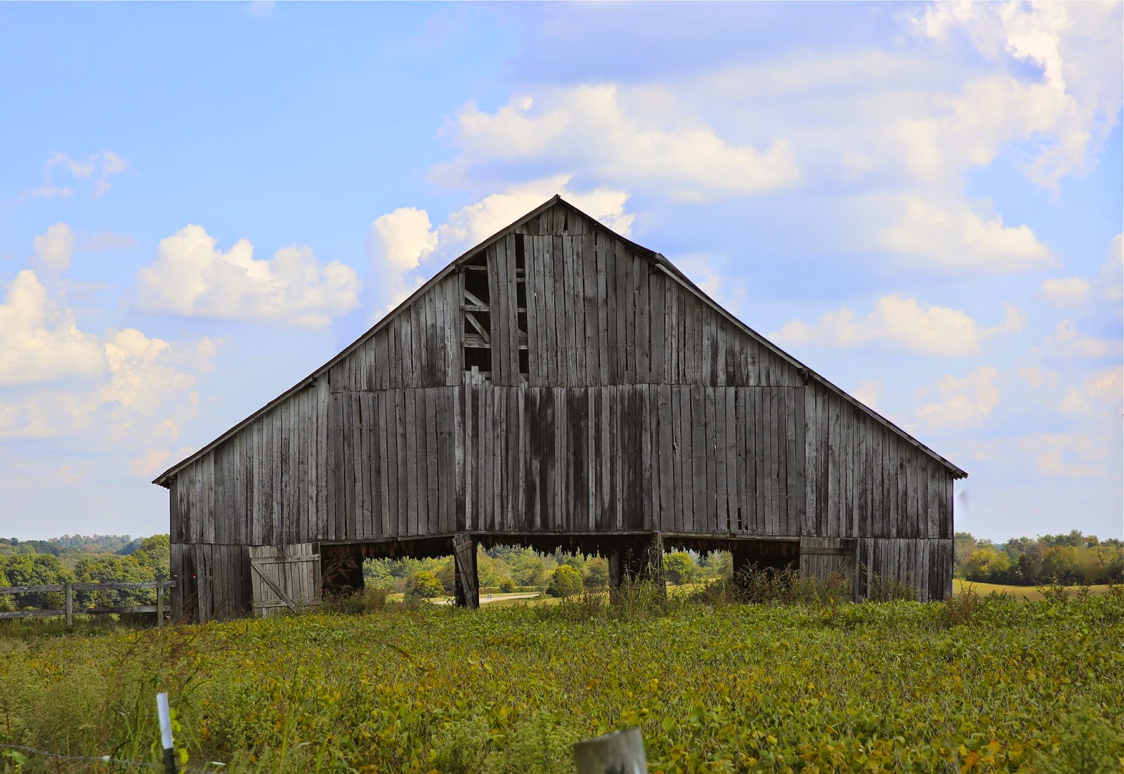 Sweet Southern Days Old Kentucky Tobacco Barns