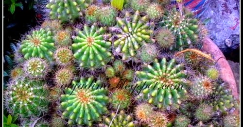 Koleksi Pokok Kaktus ~ nOesuhaimi