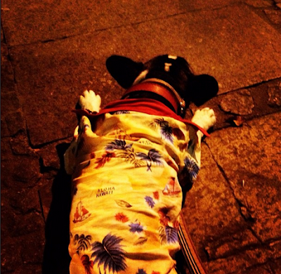 Búzios viagem com cachorro restaurante pet friendly rua das pedras Lorenzo