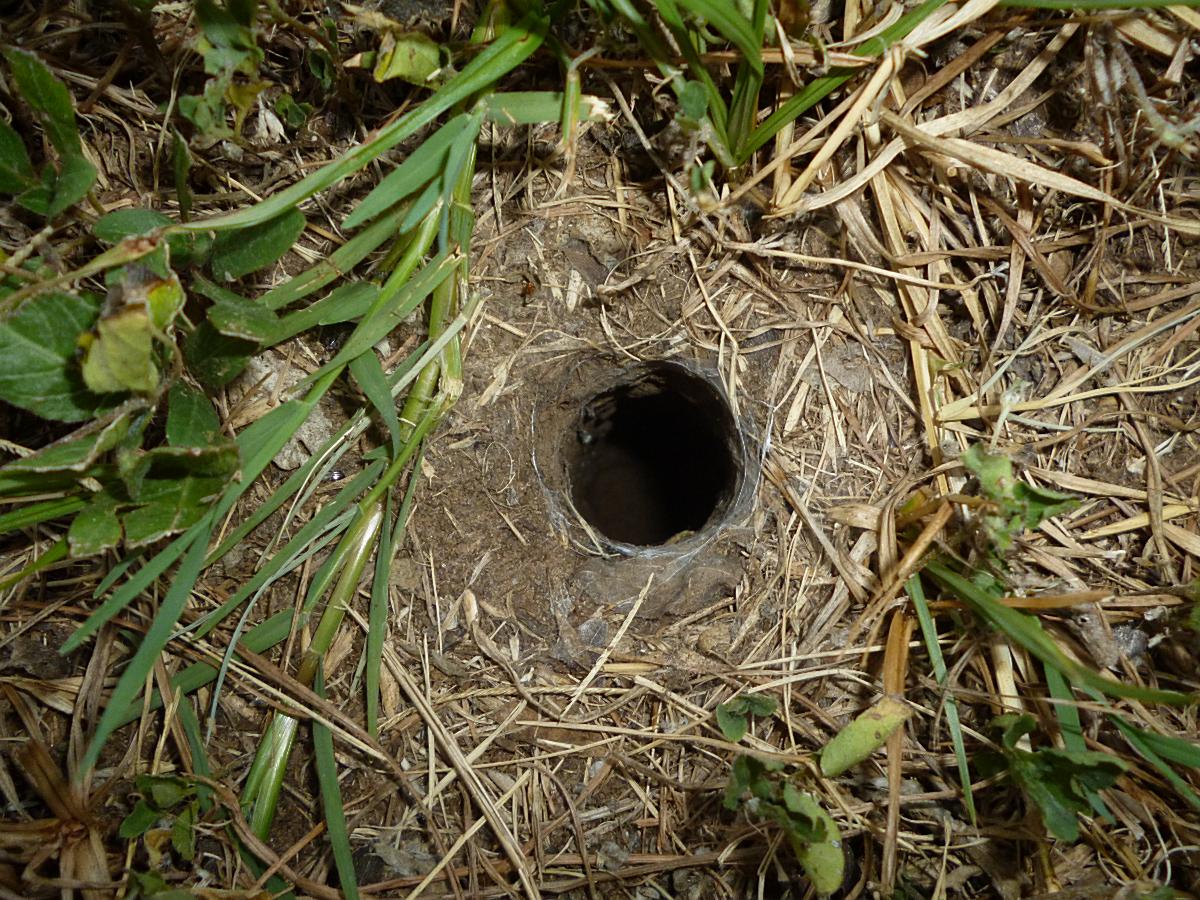 What Do Vole Holes Look Like In A Yard - What Does A Mole Hole Look Like
