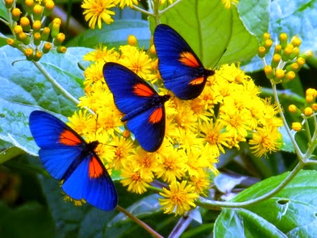 yellow flowers and butterflies blue wings