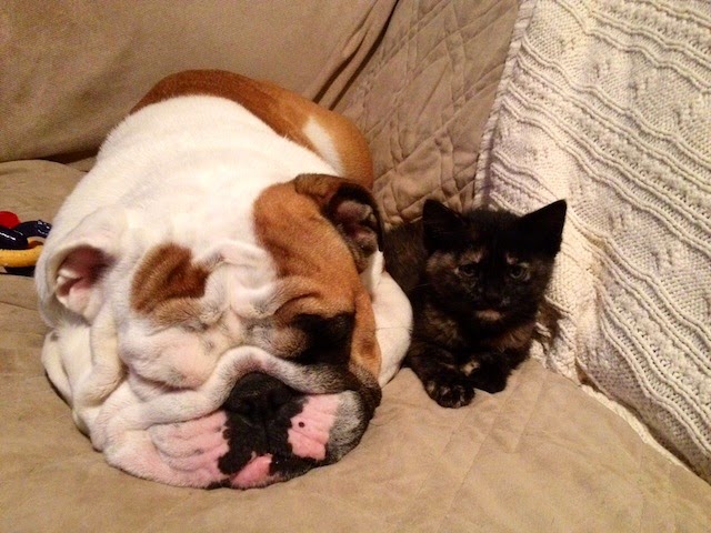 kitty and english bulldog sleeping