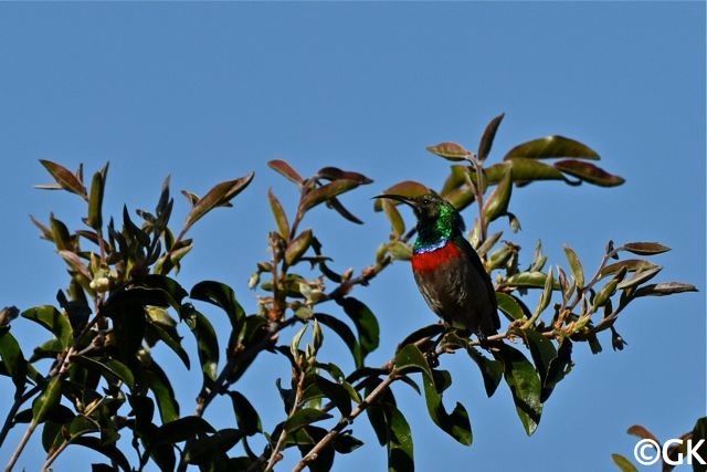 Blaubandnektarvogel (Cinnyris chalybeus)