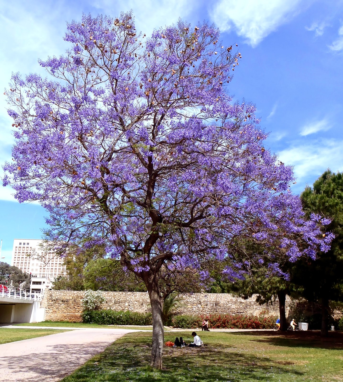 Valencia Jardines del Río Turia Árboles