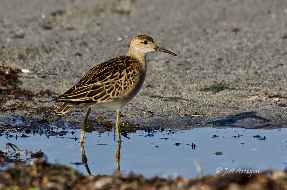 Combatiente, Philomachus pugnax, Ruff Combatiente, Philomachus pugnax, Ruff