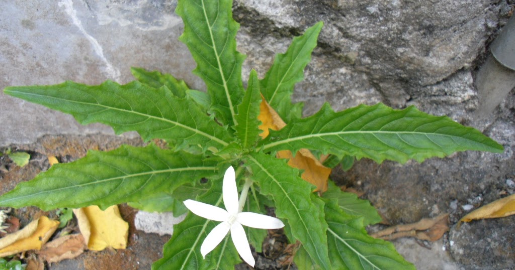 Obat Herbal: Obat herbal dalam bentuk daun kering