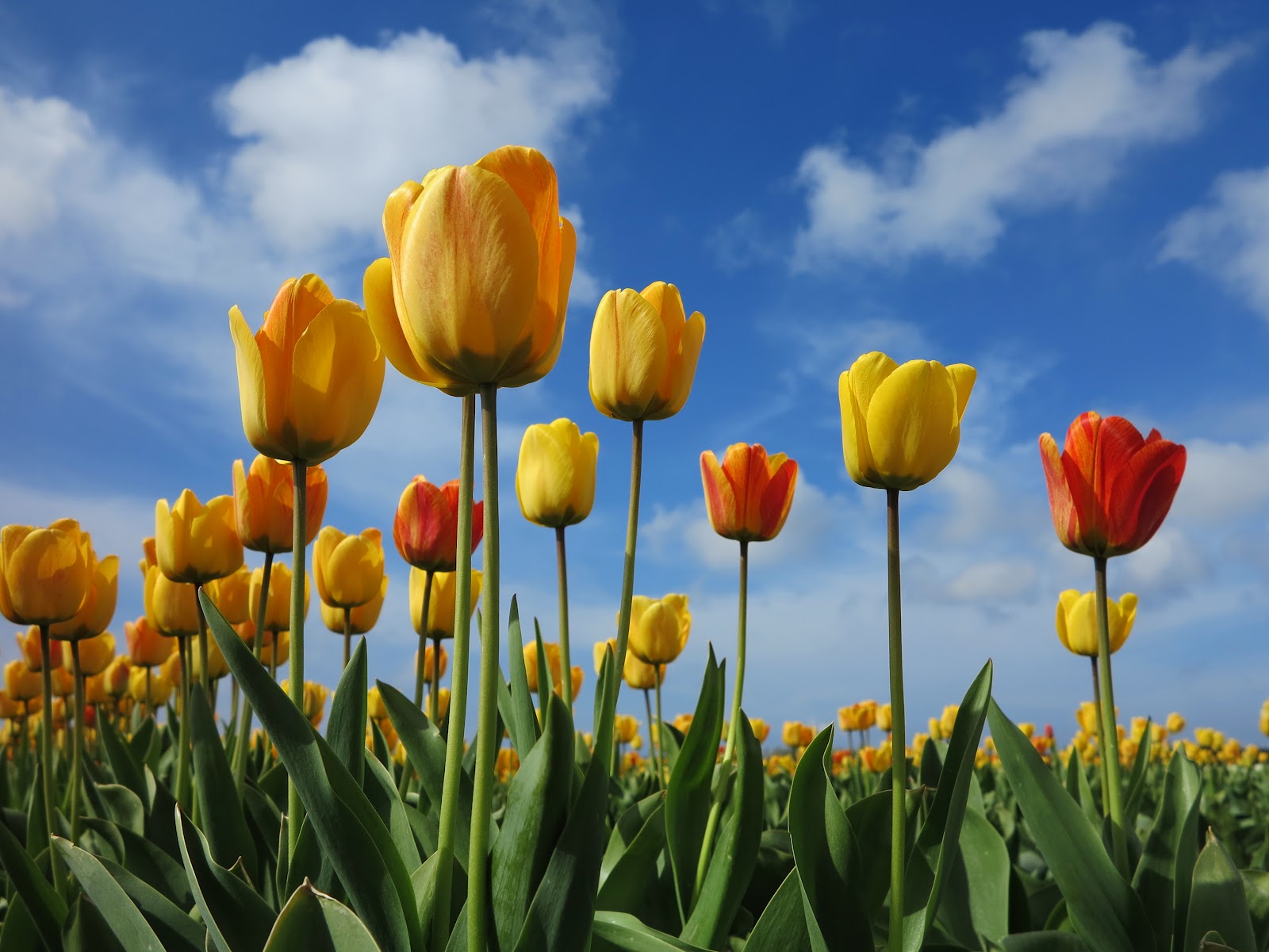 Tulips in the sky