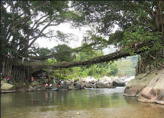 Jembatan Aka (Root Bridge, мост из корней) на Суматре недалеко от Паданг. Как добраться?