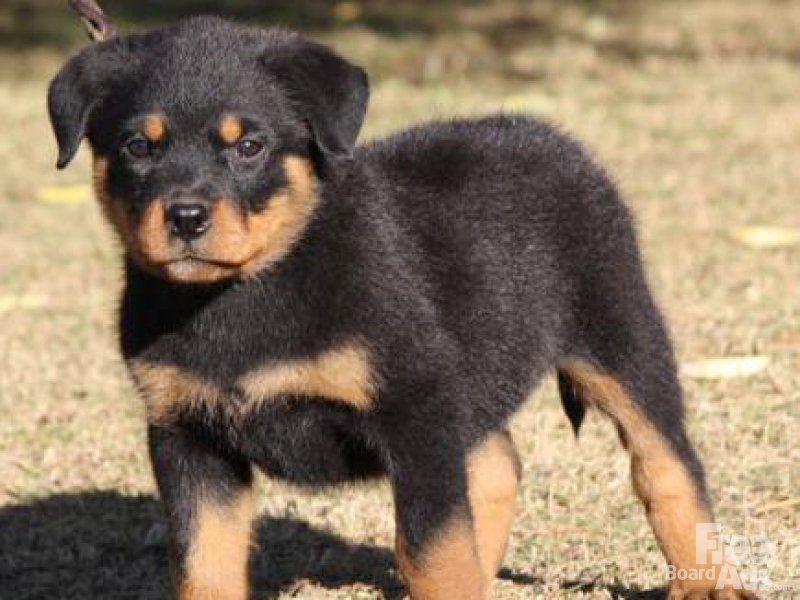 pictures of rottweiler puppies rottweiler puppies beautiful new pictures 2013 beautiful and dangerous animals birds pictures of rottweiler puppies rottweiler puppies beautiful new pictures 2013 beautiful and dangerous animals birds