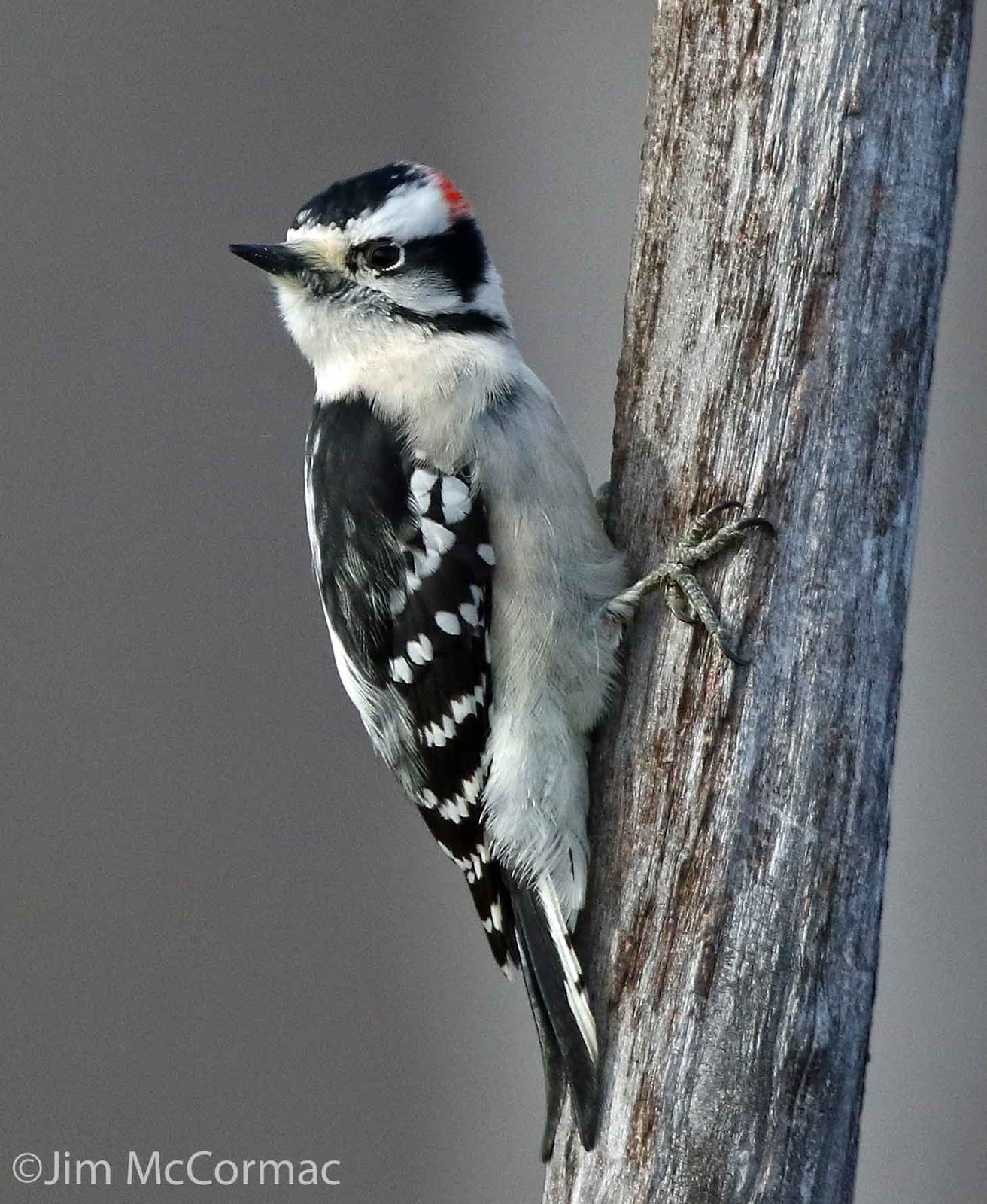 Ohio Birds and Biodiversity Woodpecker sleeking, sparrow seeding