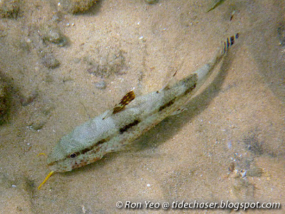Freckled Goatfish (Upeneus tragula)