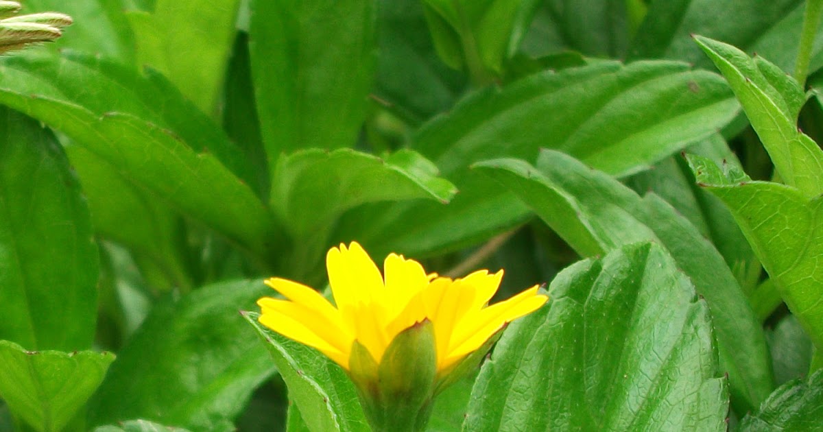 The Yellow Flower
