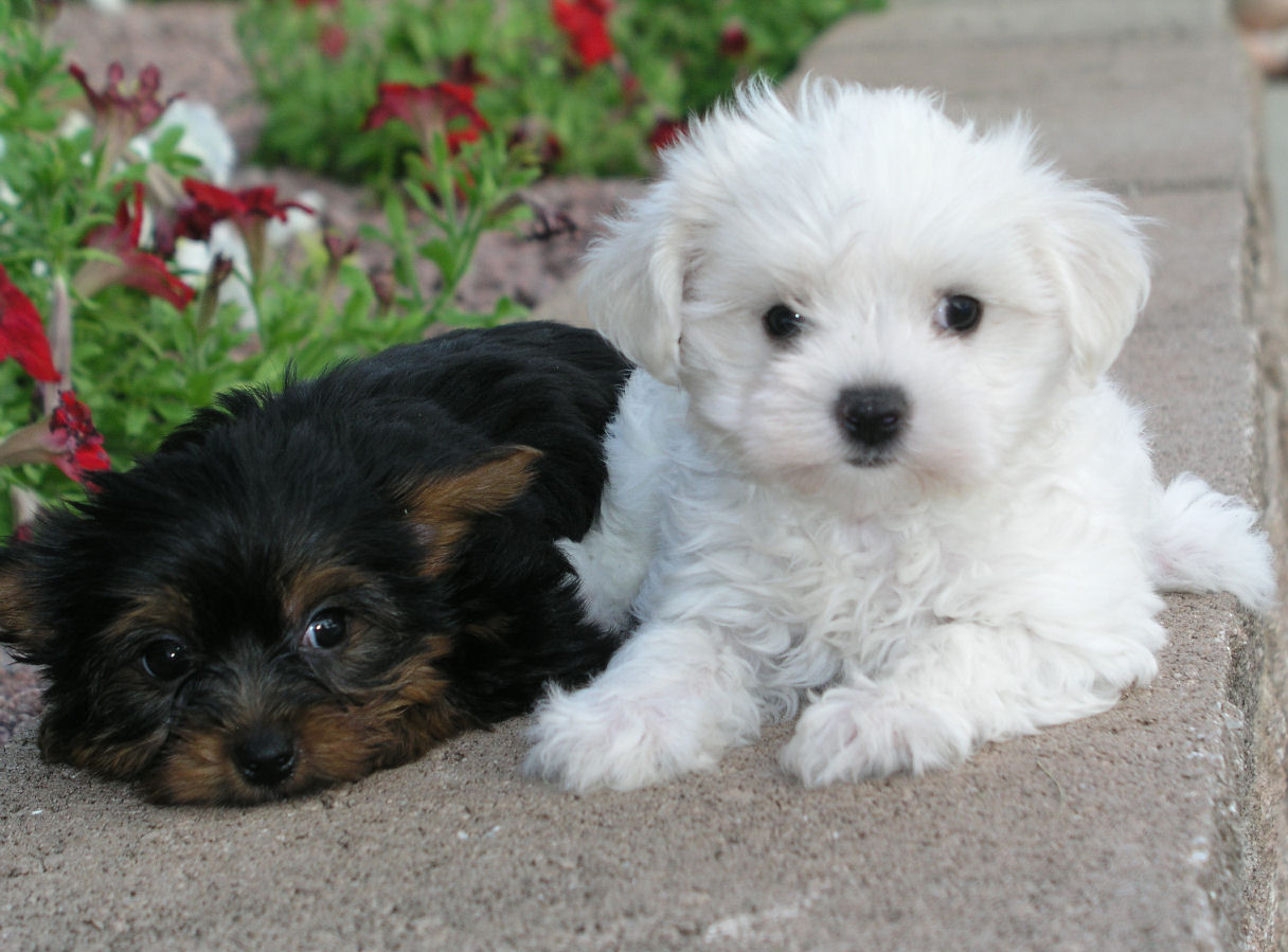 Cachorros