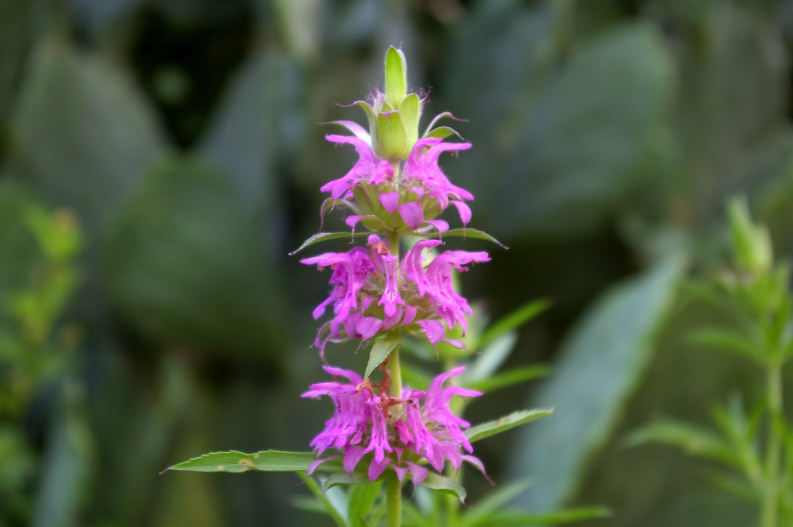 The Grackle Horsemint Blooms