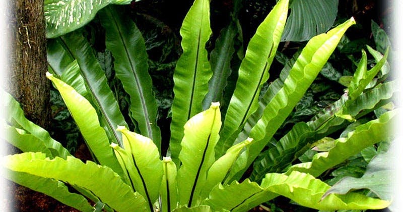 Pakis Sarang Burung Suplier Tanaman Paku Hias Kadaka Tanduk Rusa Tukang Taman Minimalis