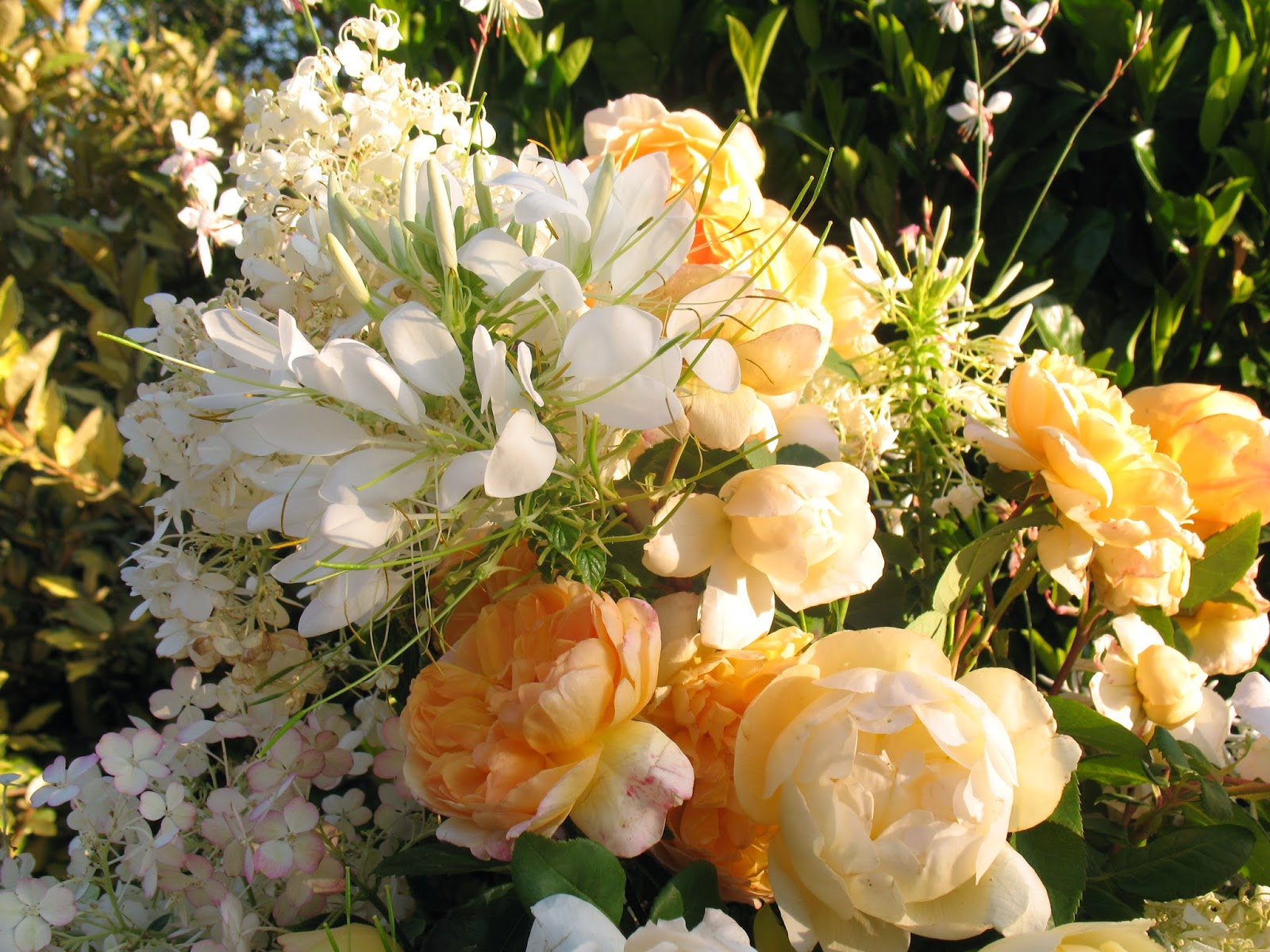 Roses Du Jardin Cheneland Hydrangea Macrophylla Pompadour