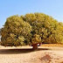 Pohon yang Pernah Menanungi Rasulullah Masih Ada Sampai Sekarang