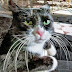 Οι διάσημες γάτες του Ερμιτάζ...