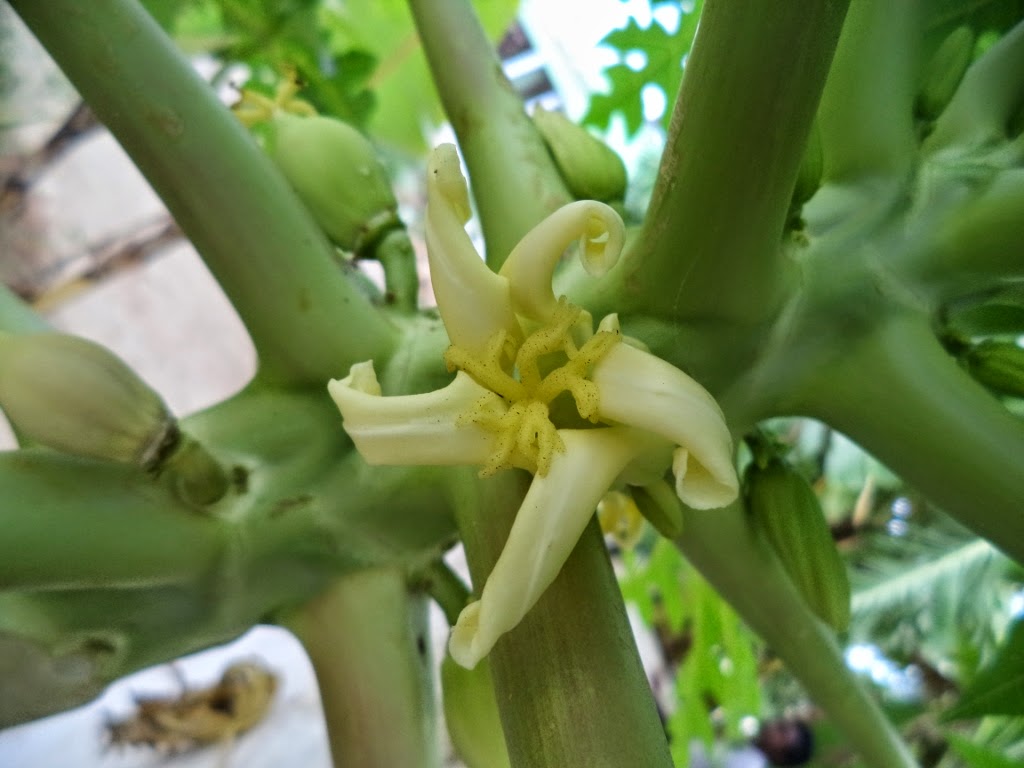 Papaya Bud, Papaya Flowers, papaya leaf, papaya fruit, small papaya, closeup, Papaya Bud, Papaya Flowers, papaya leaf, papaya fruit, small papaya, closeup,