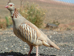 La Perdiz Moruna