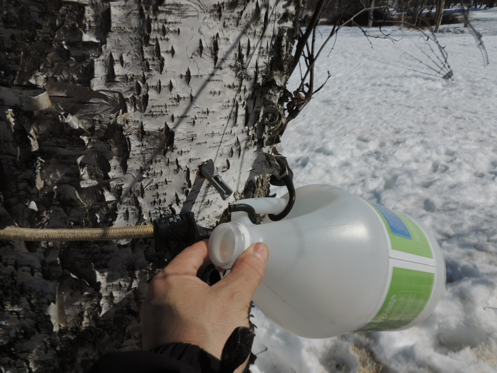 Alaska Bush Life, OffRoad, OffGrid How to Make Birch Sap Beer