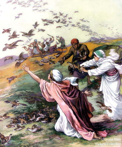 Raining Of Manna And Quail