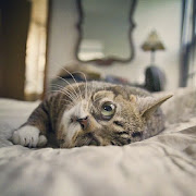 Meet this cute Lil Bub (25 pics) (cute lil bub )