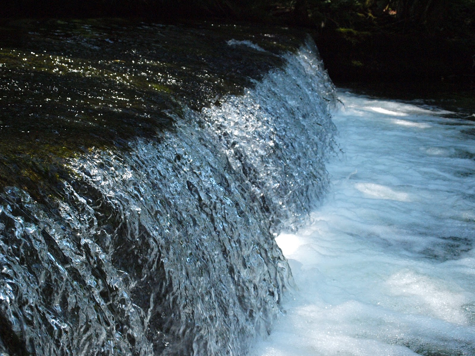 Bergbach Lexikon Der Biologie