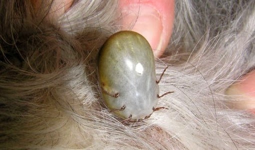 dog-ticks.jpg