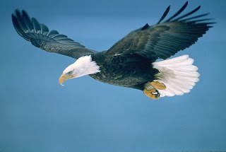 Eagles Pictures