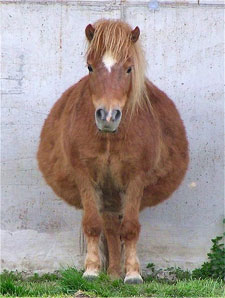Fat-Horse%255B1%255D.jpg