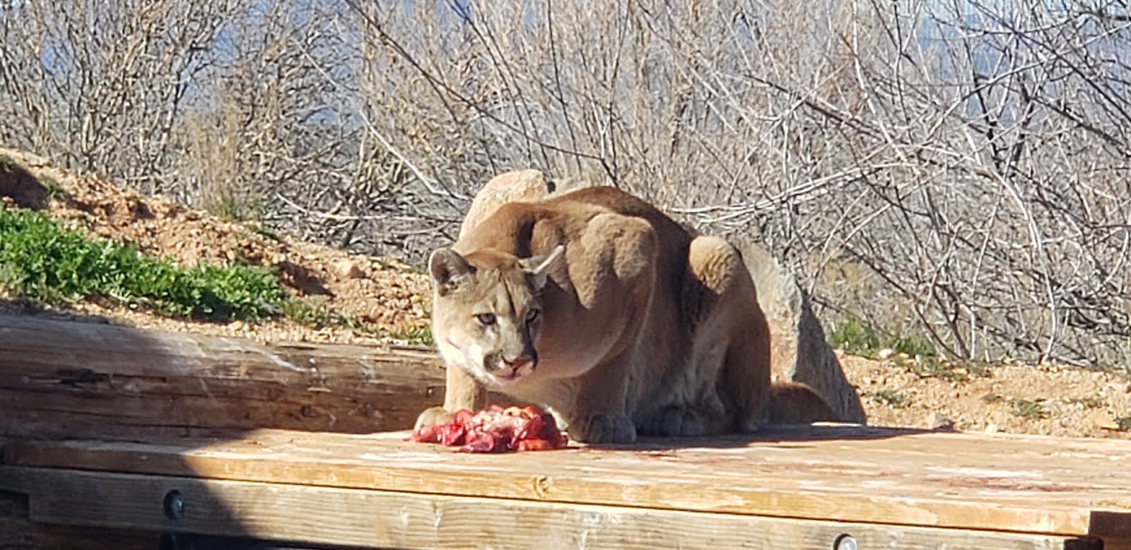 Wild life Zoo in Arizona