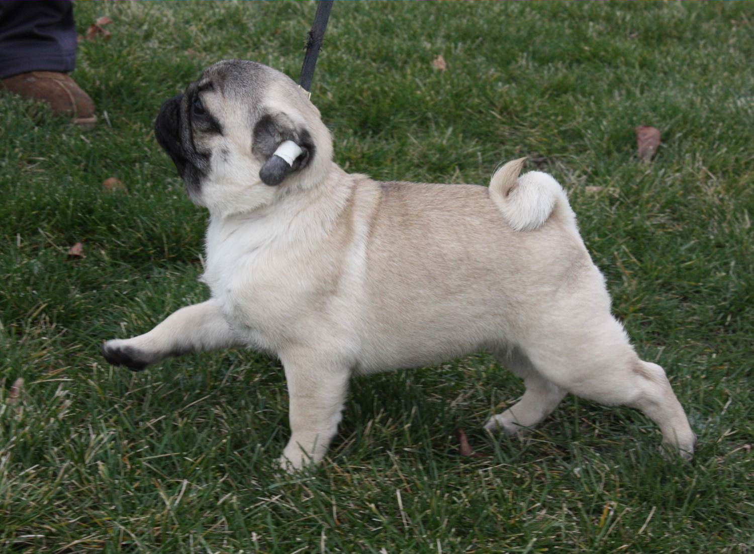 arvay pugs journey with pugs arvay pugs journey with pugs
