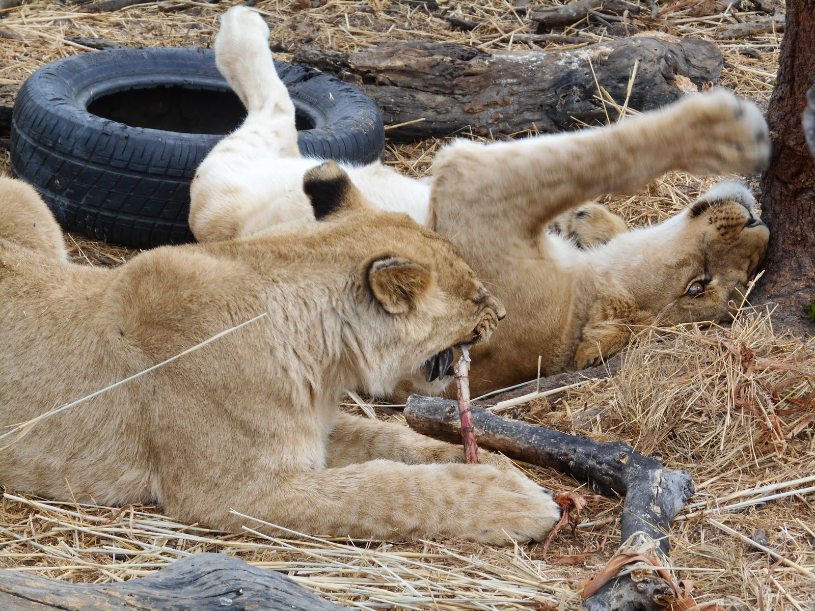 Lion encounter