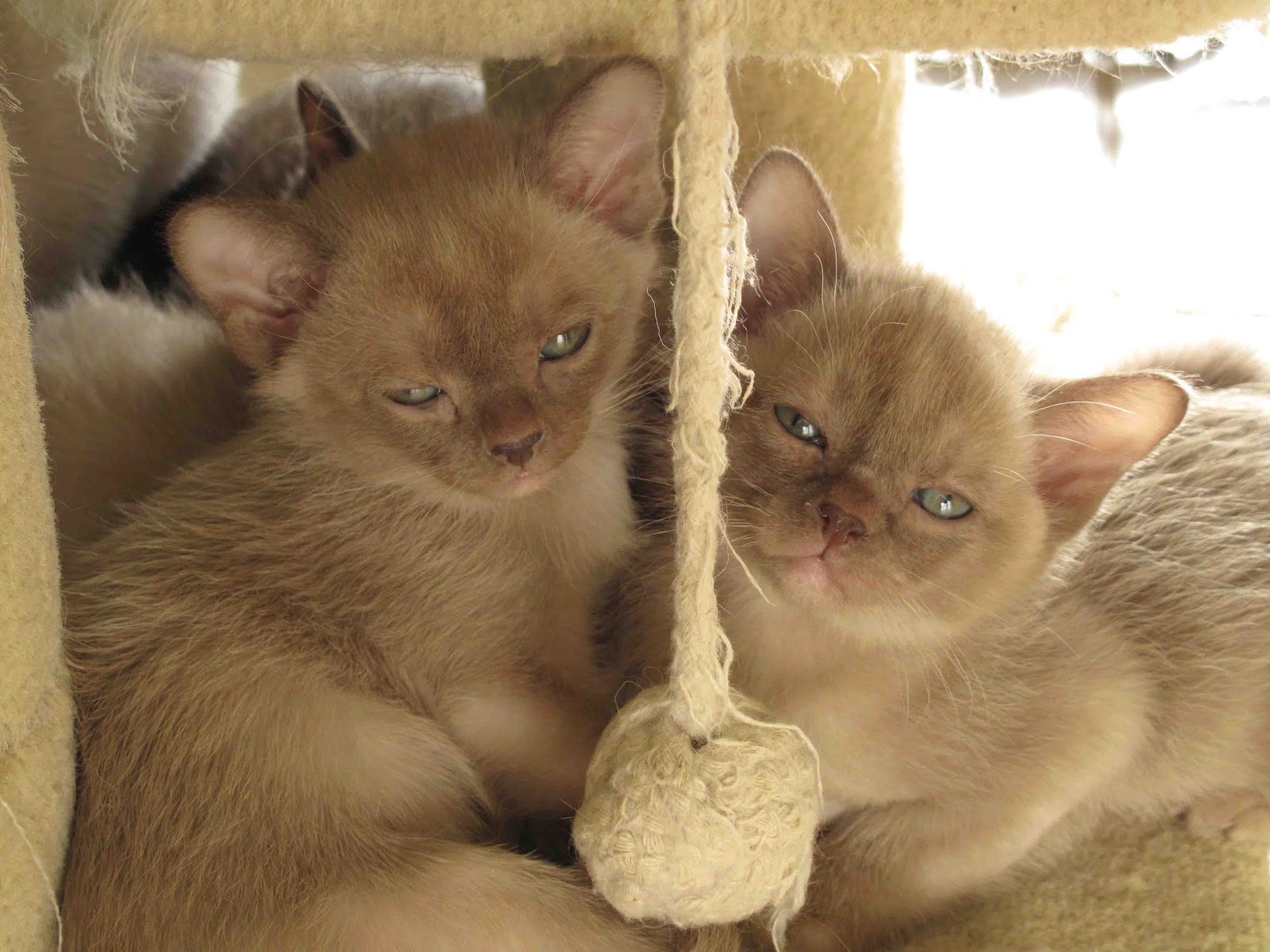Green A Burmese Kitten Interlude...