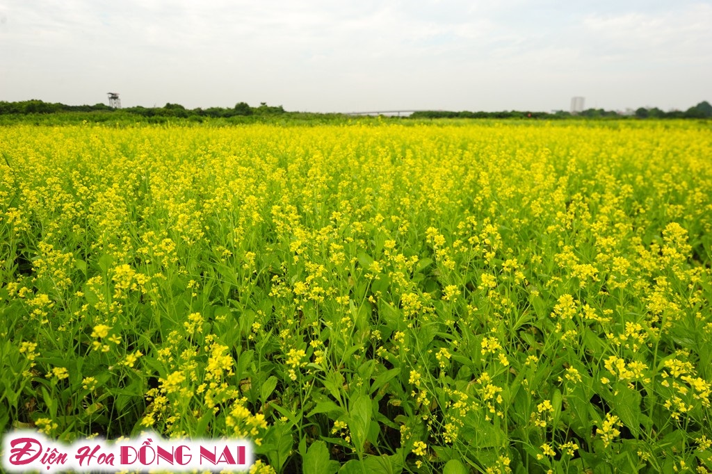 [Image: Ruc-ro-sac-vang-mua-hoa-cai-o-Ha-Noi-1.jpg]