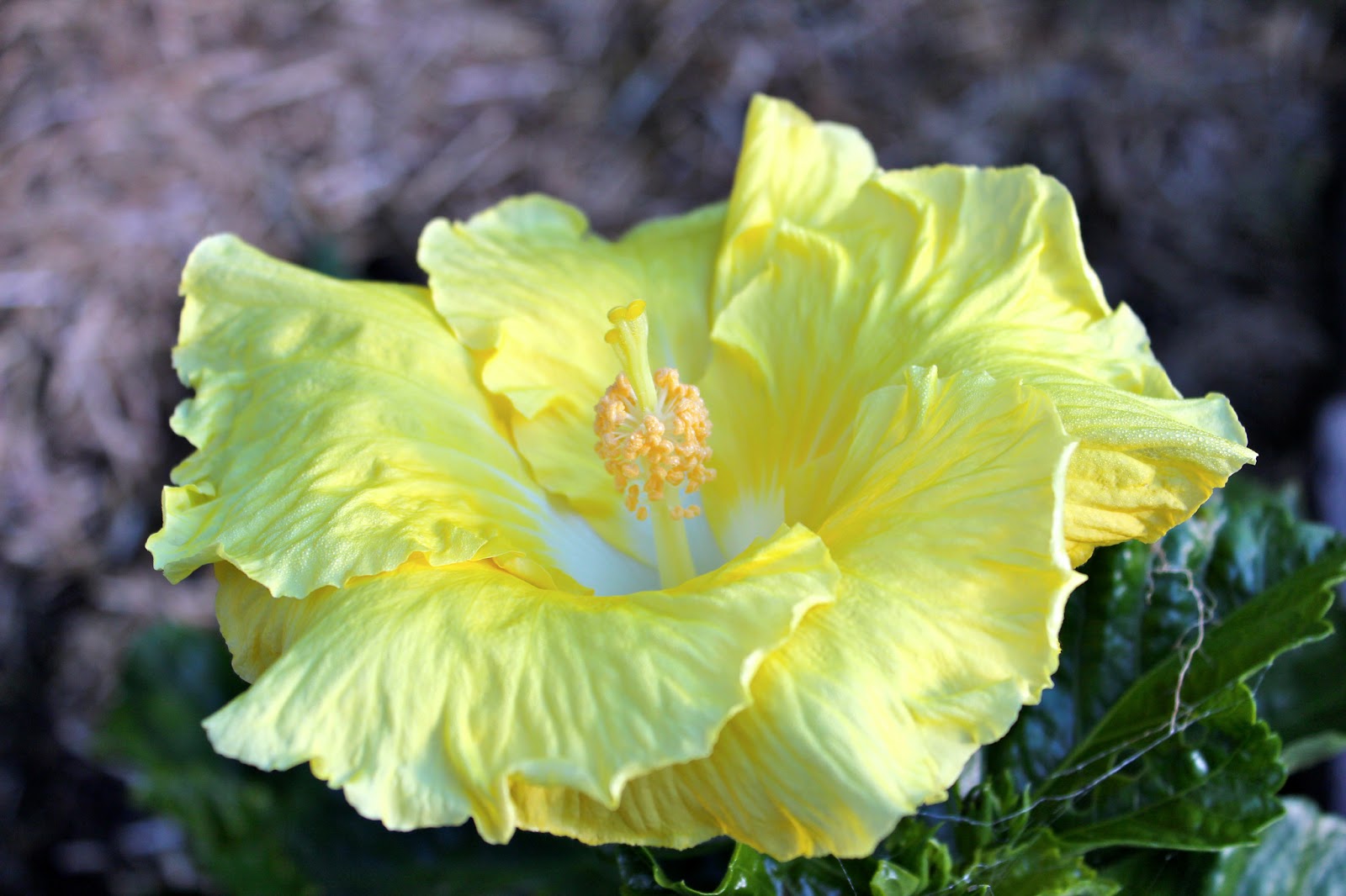 Florez Nursery Hibiscus rosasinensis 'Kinchen's Yellow'