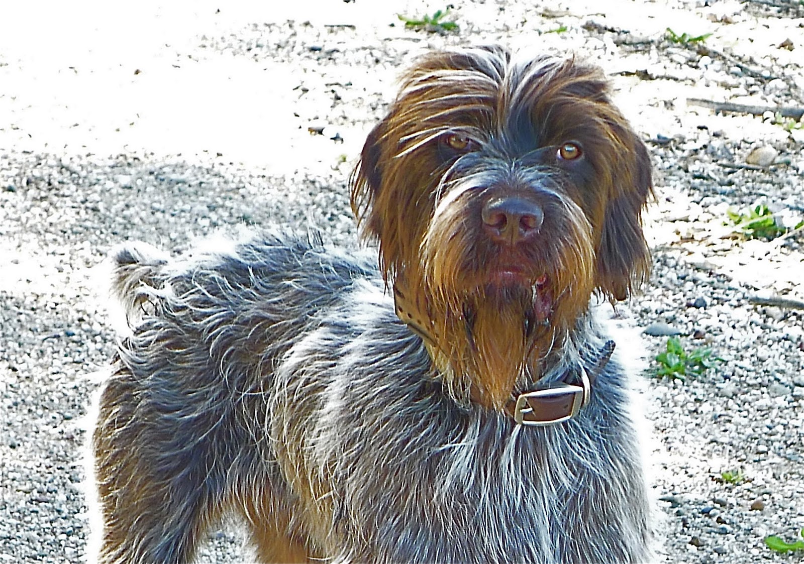 Stone Mountain Gun Dogs AKC Hunt Test at Sauvie Island, Oregon