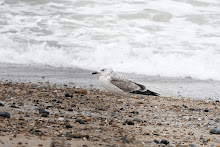 Caspian Gull