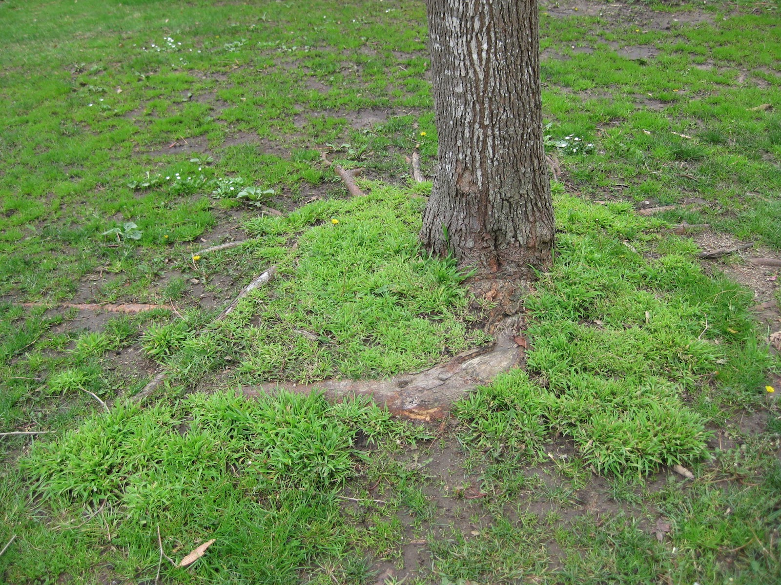 Trees of Santa Cruz County Morus alba Fruitless Mulberry