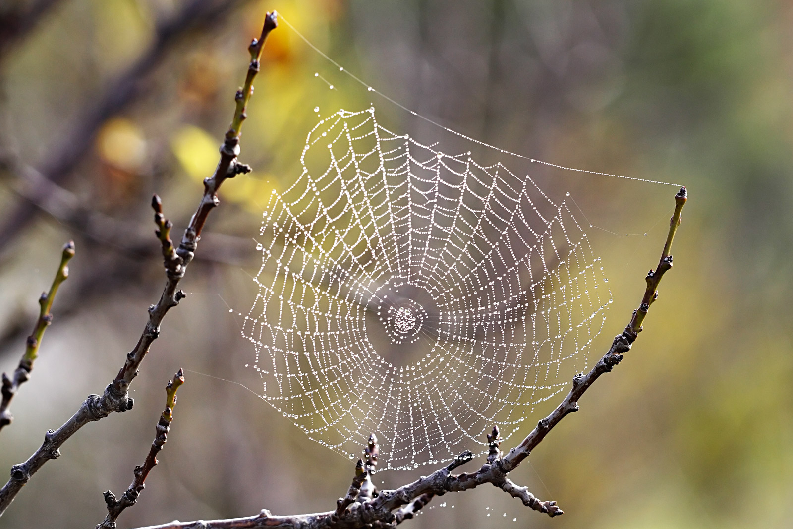 Pretty Spider Webs