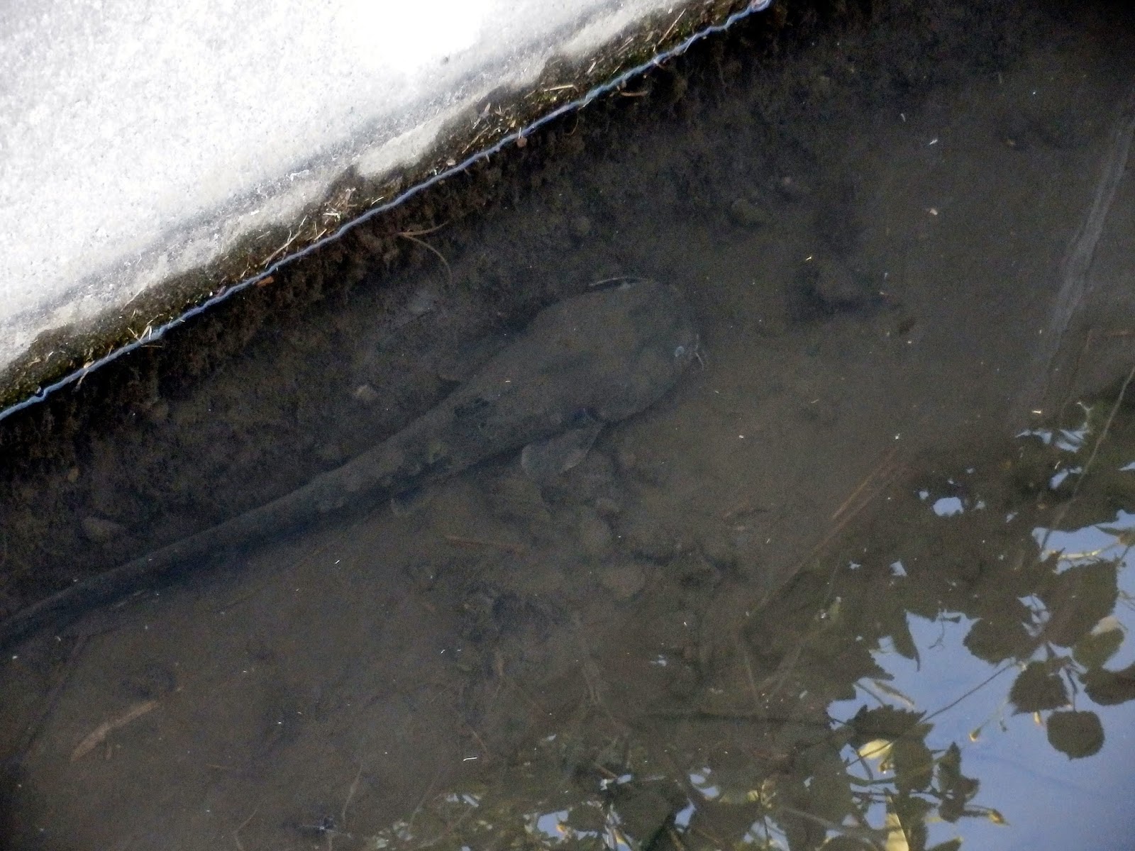 湘南タゲリ米の里から 水路に親ナマズ発見