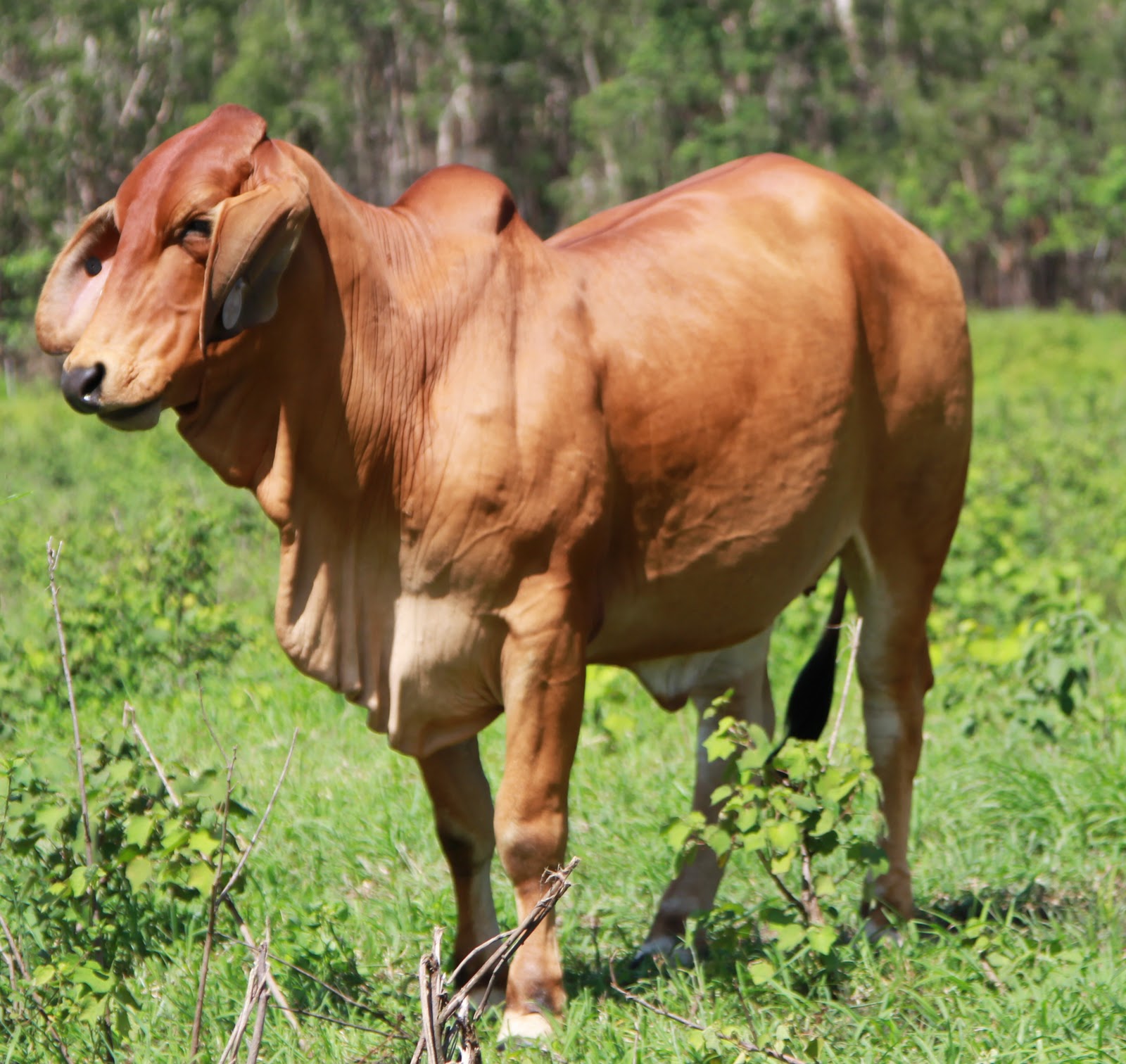 Lindley Park Brahmans Stud Cows