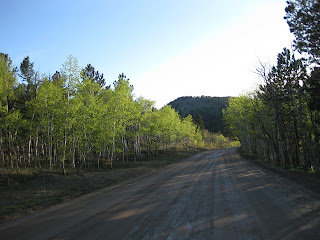 Aspens lit by the early evening sun on Gold Hill Road