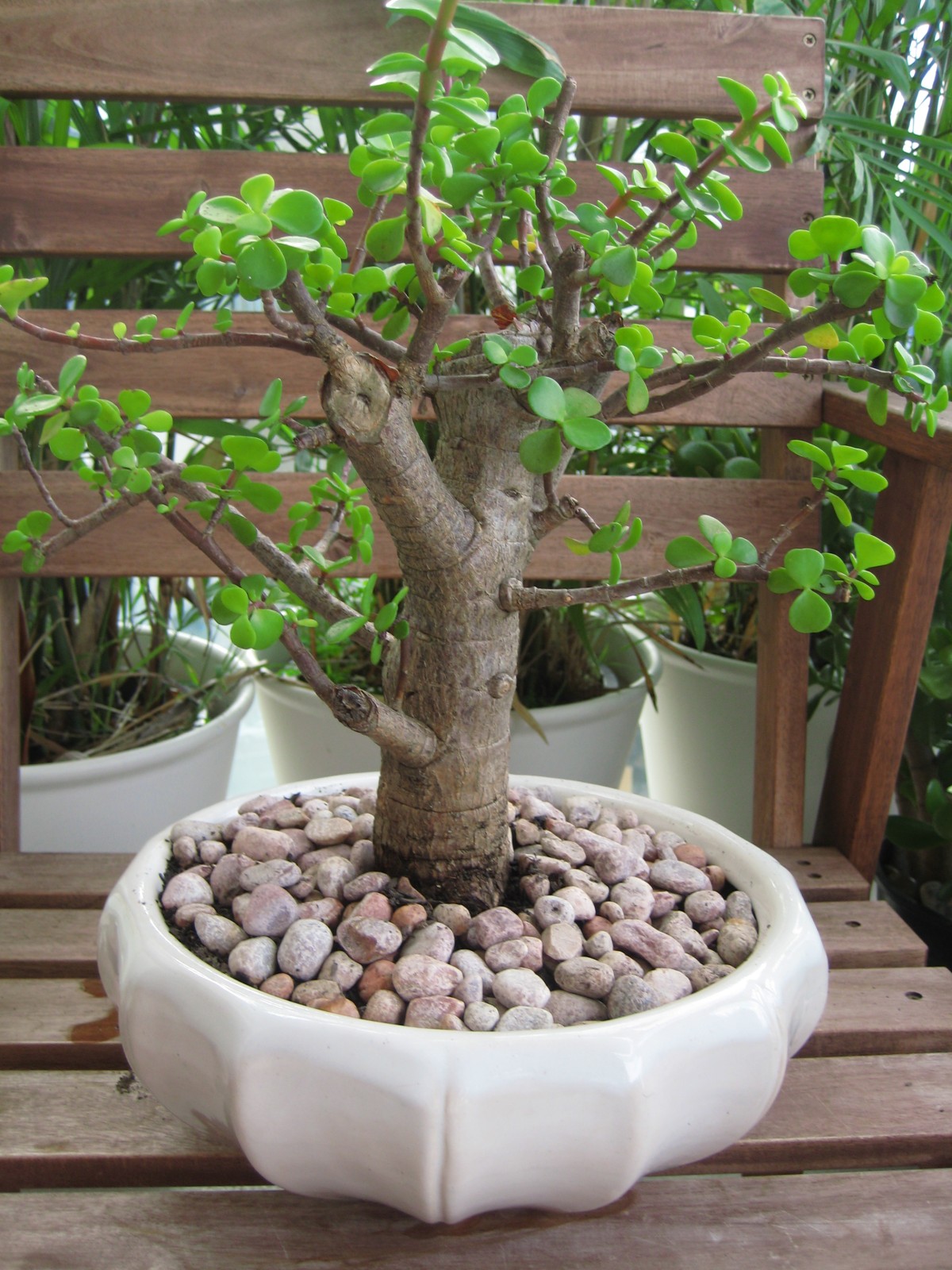 The Plant Of The Day 2 The Jade Plant Indoor Gardening The Plant Of The Day 2 The Jade Plant Indoor Gardening