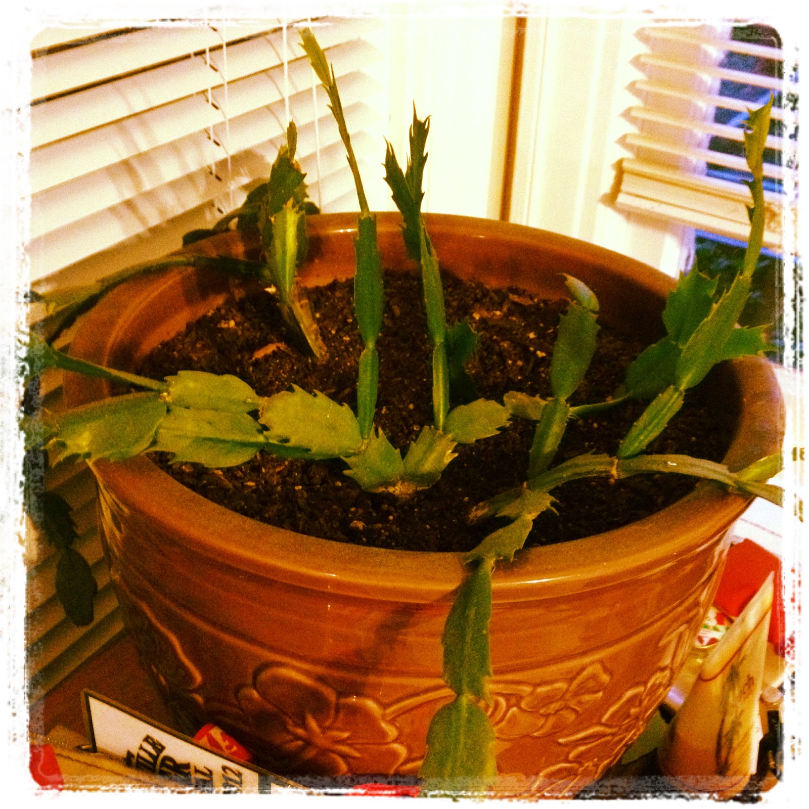 What You Can Do Missy�s Homestead Part 7 Plant Sharing