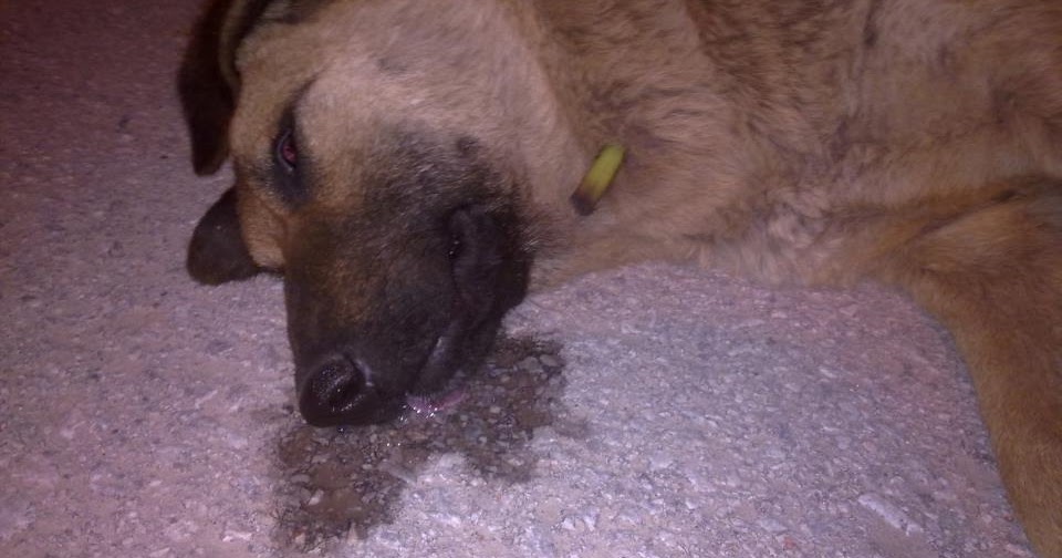 Yeryüzüne Özgürlük! Sakarya Ferizli�de Köpek Katliamı!