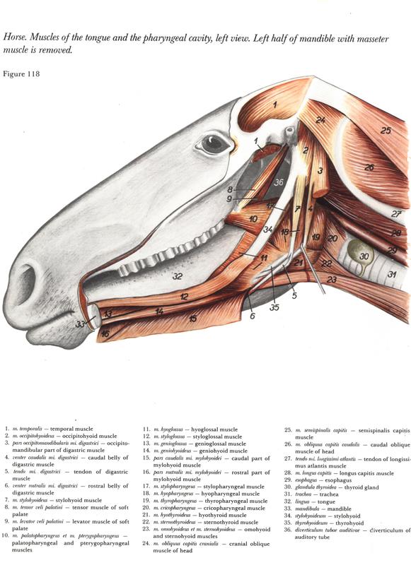 horse anatomy