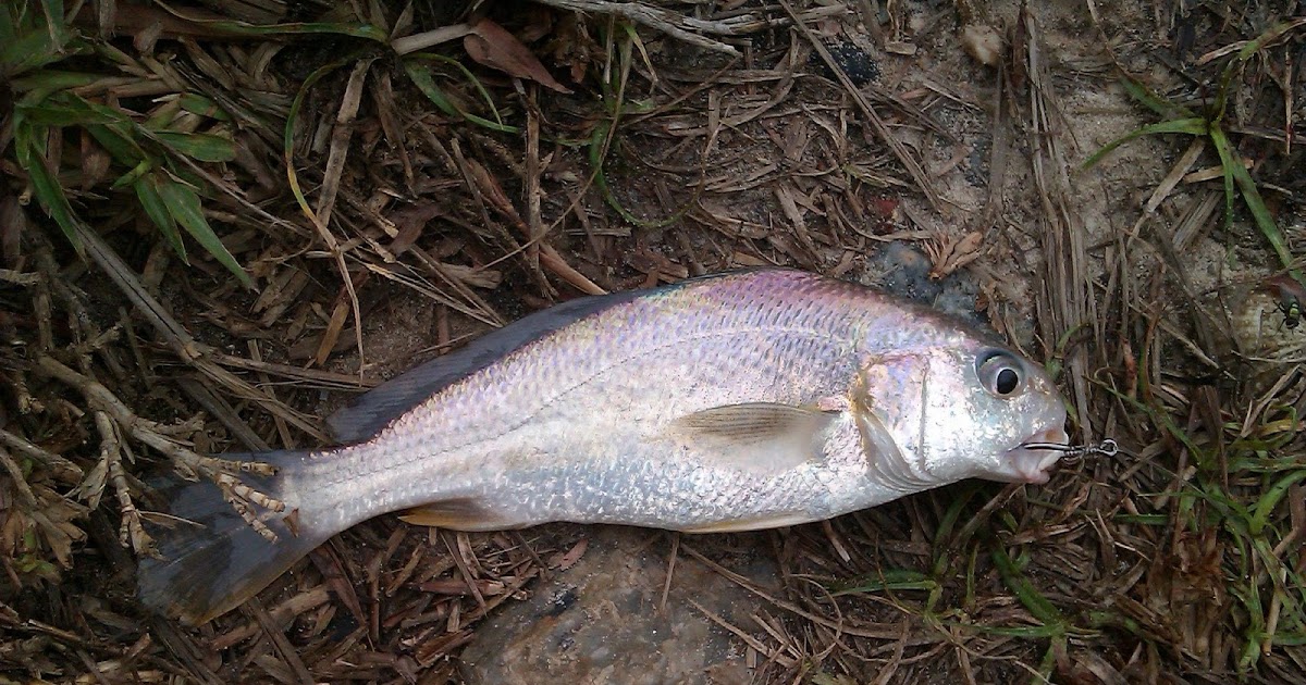 Croaker Fishing THE ANGLERS
