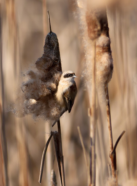 Penduline Tit - Darts Farm RSPB, Devon